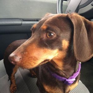 Meet your Posher, Deborah m.